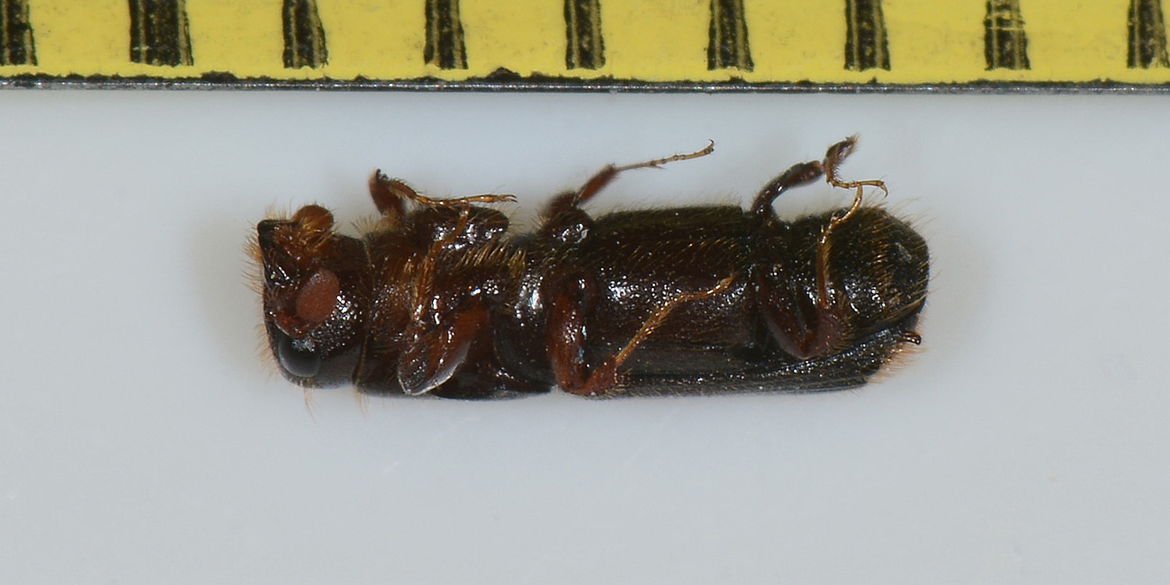 Platypus cylindrus (Curculionidae)